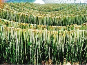 두타연 농원,시래기(1kg)